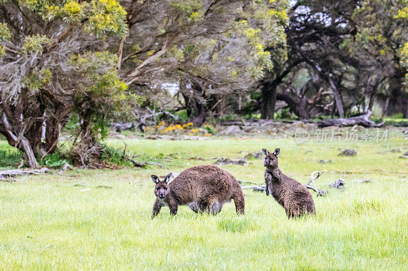 袋鼠岛袋鼠(Macropus fuliginosus fuliginosus)是西部灰袋鼠(Macropus fuliginosus)的一个亚种。